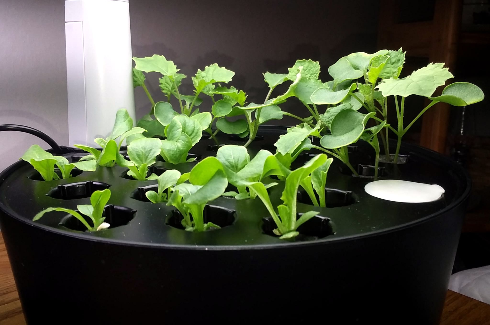 Romaine and Dwarf Siberian Kale Seed-Starting Project