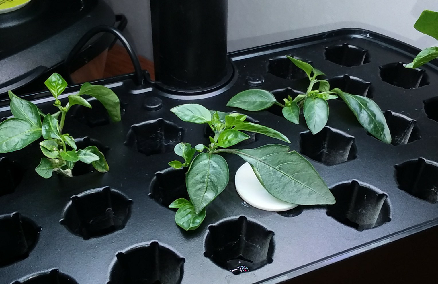 Red Windowbox Tomato Cuttings Rooted while Sweet Heat Cuttings Rotted