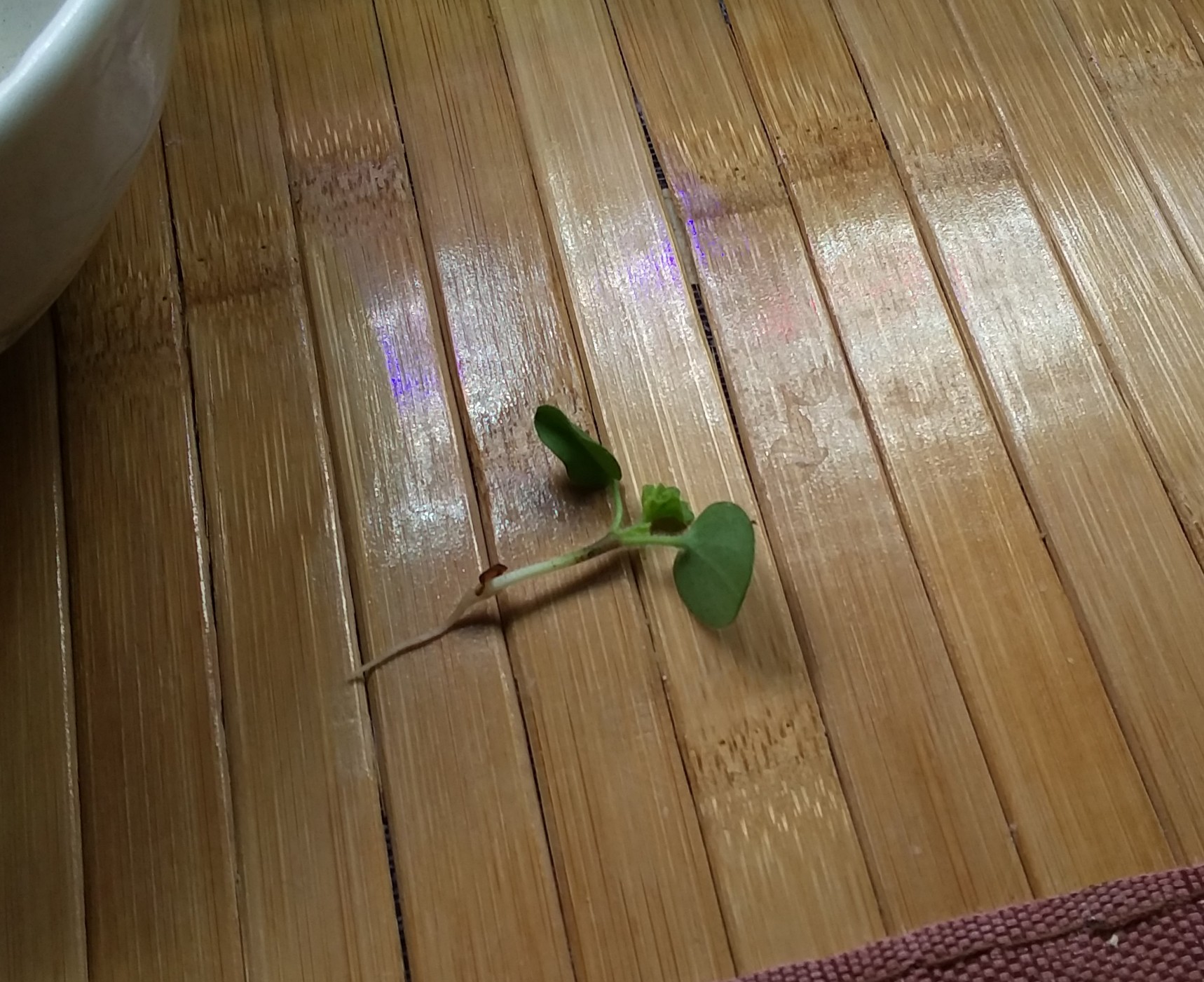 Update #2: I discovered two tiny geraniums growing in the pod in the left rear of the Harvest. I decided to try to save the…