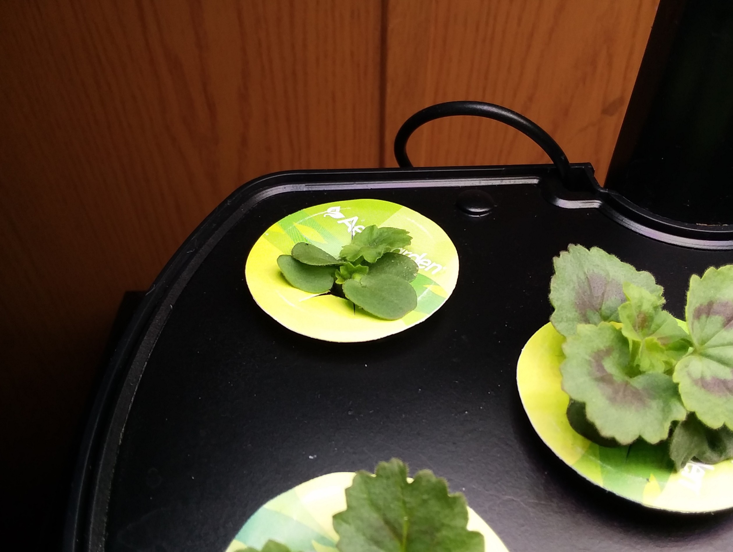Update #2: I discovered two tiny geraniums growing in the pod in the left rear of the Harvest. I decided to try to save the…