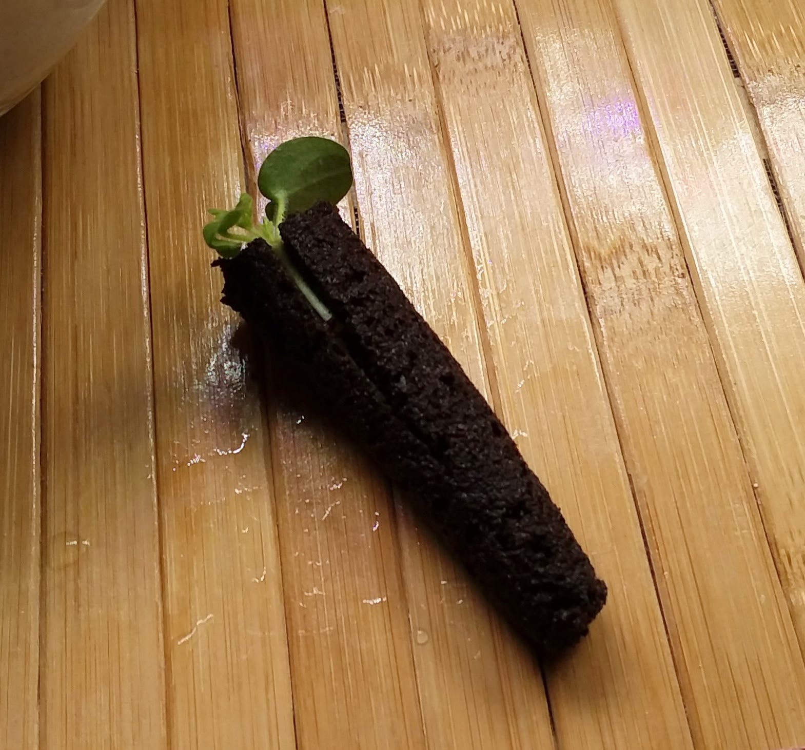 Update #2: I discovered two tiny geraniums growing in the pod in the left rear of the Harvest. I decided to try to save the…