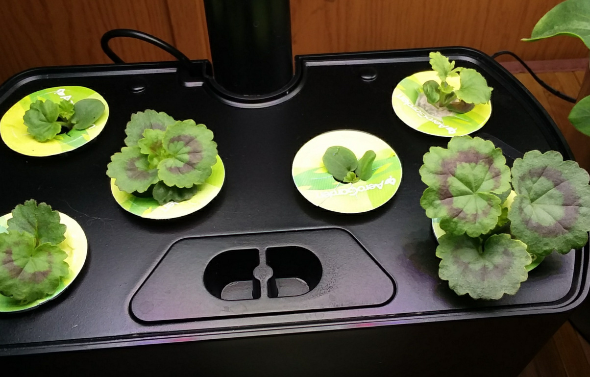 Update #2: I discovered two tiny geraniums growing in the pod in the left rear of the Harvest. I decided to try to save the…