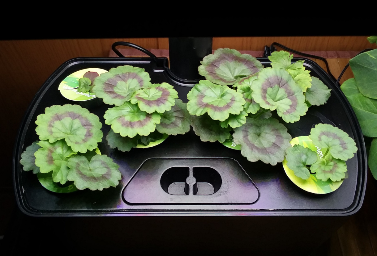 Scarlet Nano Geraniums Bloomed before Moving to Pots
