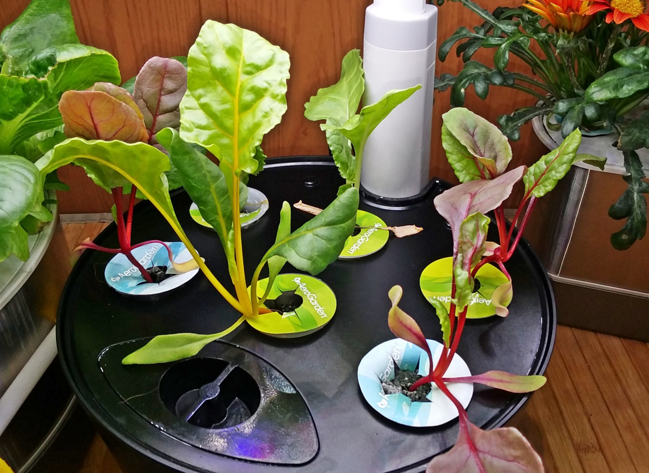 Grow-Tent Seedlings Temporarily Rehomed in Harvest Units