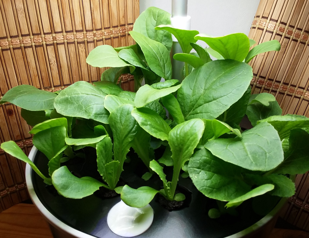 Mixed AeroGarden Seed-Starting Project Transplanted to Outdoor Containers