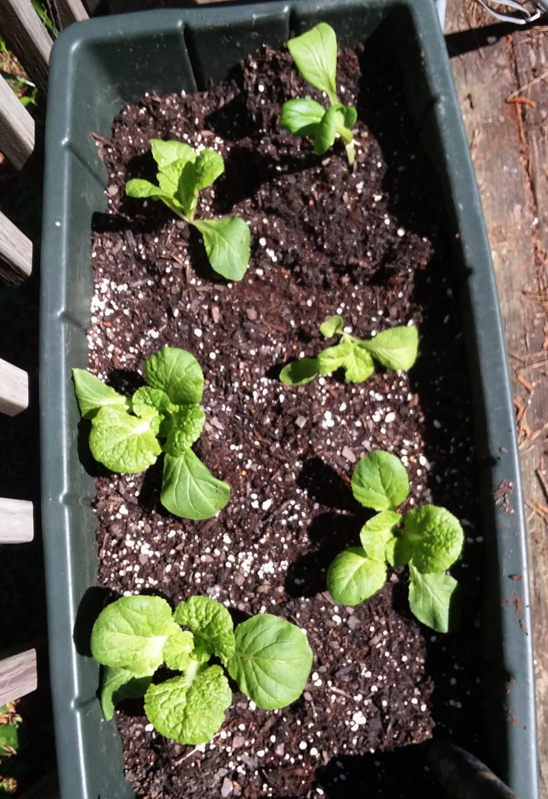 Update #6: I got a few things planted out today. Here is my window before I set them out. And this is what I got planted to…