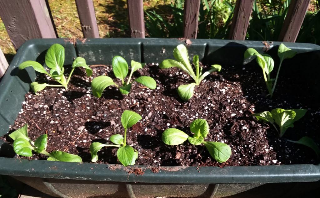 Update #6: I got a few things planted out today. Here is my window before I set them out. And this is what I got planted to…