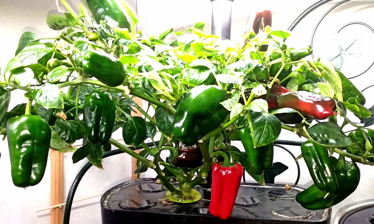 Sweet Heat Peppers with Staggered Ripe Harvests