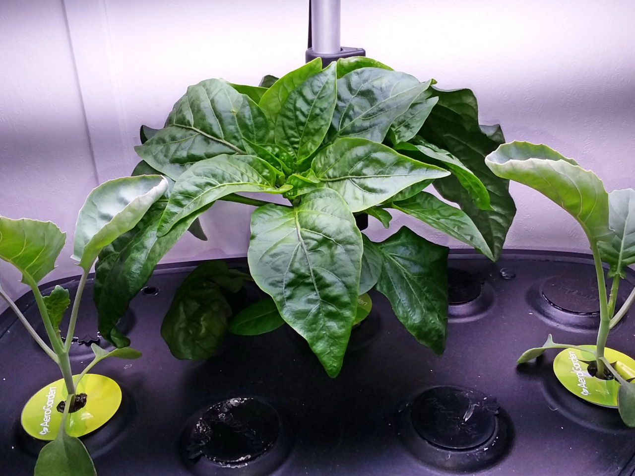 Update #3: Here are the big and small one -- both stripped of their huge outer leaves so the inside can get light and air. …