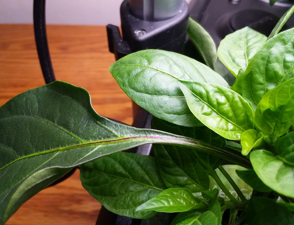 Update #6: mike , I need your help again, please. The water in the AG bowl is stinking again. For some reason, the water in…