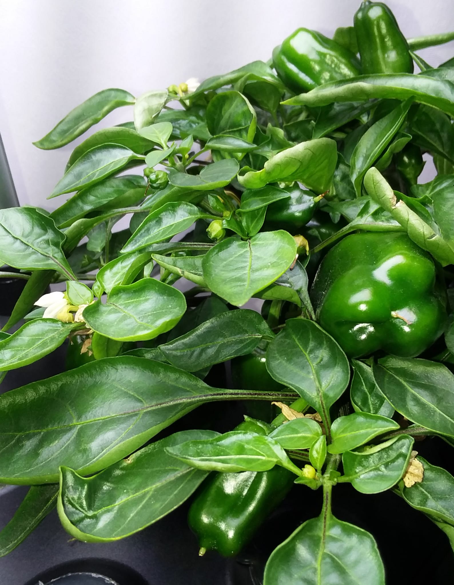 Update #13: There appears to be more fruit than plant on these peppers!
