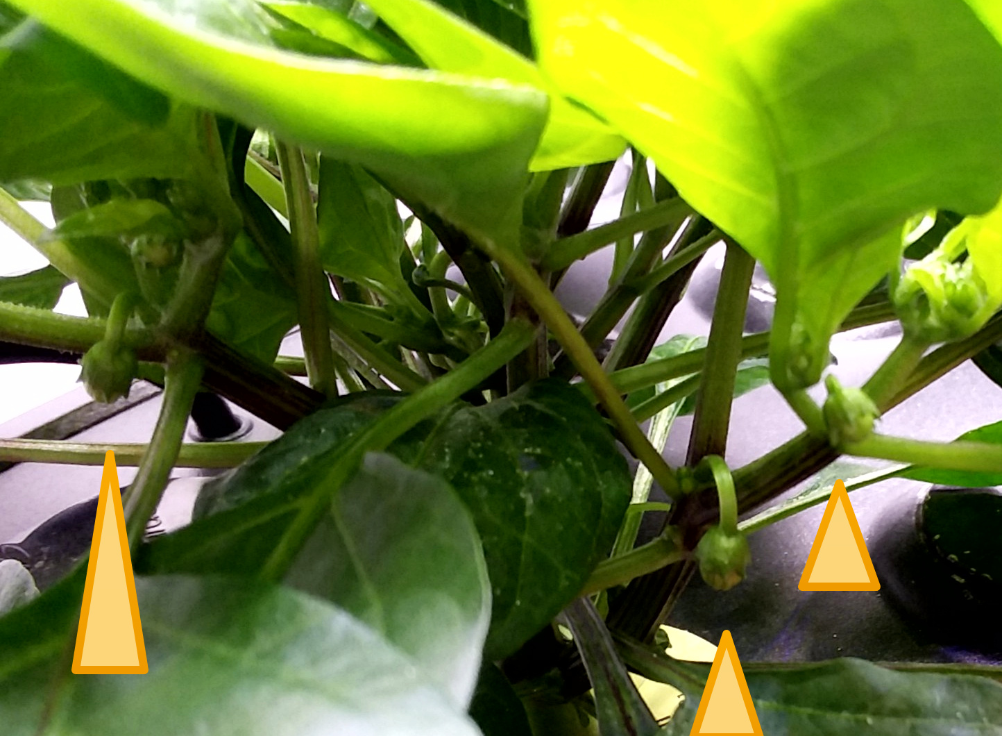 Update #8: These little peppers are amazing me with their growth! The bigger one is closer to the air stone. I need to secu…