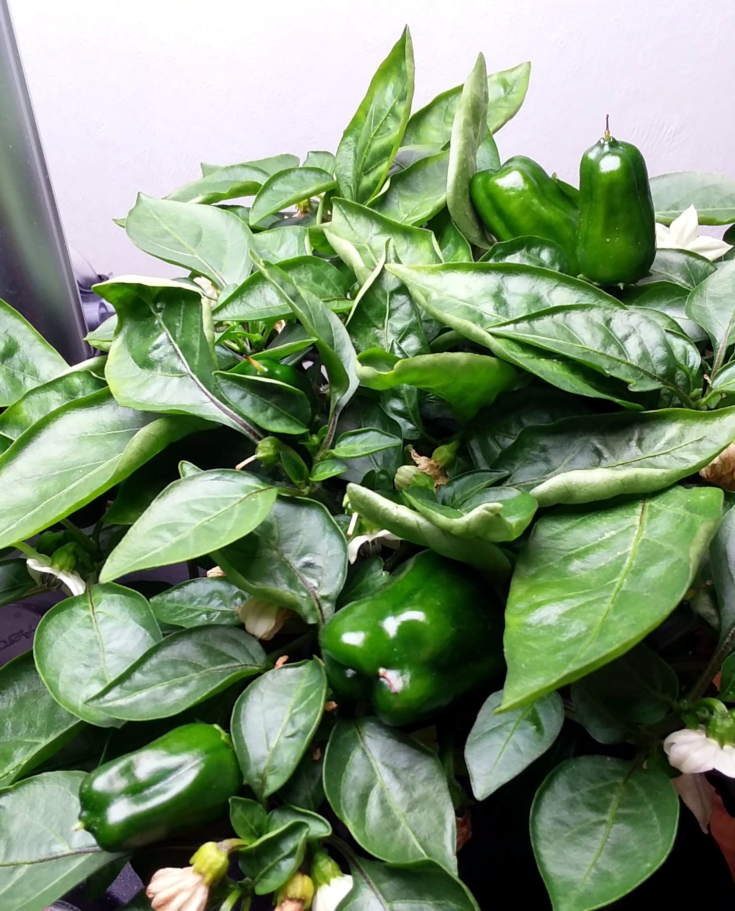 Update #12: These little guys are amazing me! So many peppers, even on the top of the plants!