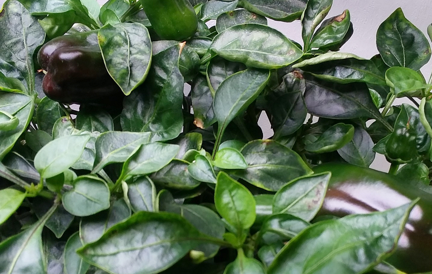 Update #16: They are finally starting to ripen! The peppers on top of the smaller pepper are ripening faster. akivalocal, yo…