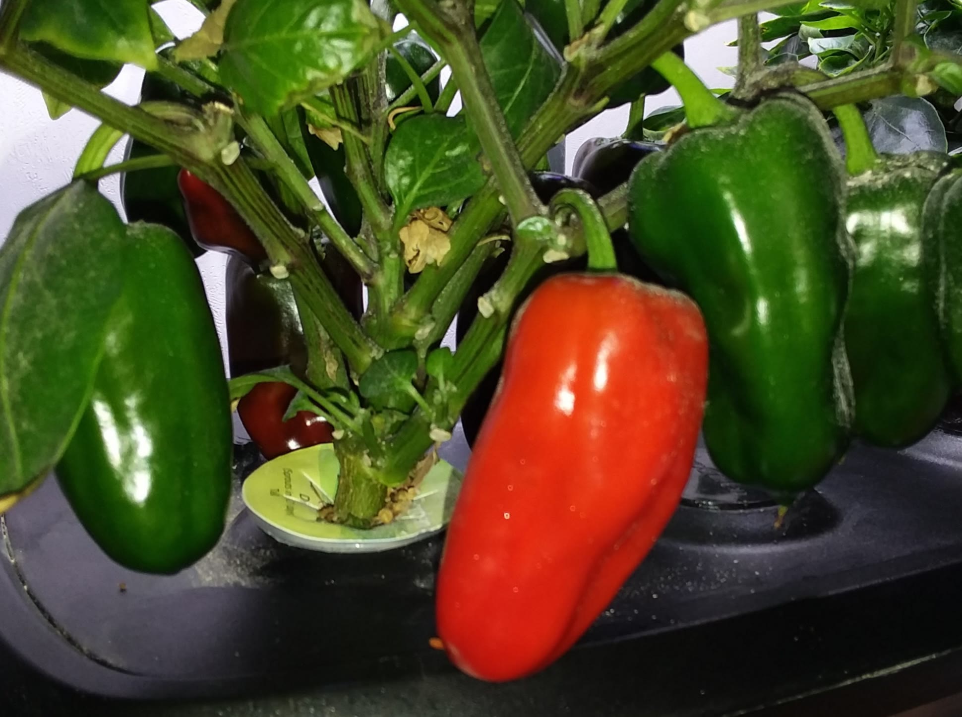 Sweet Heat peppers recovered from warm, foul reservoir and root stress