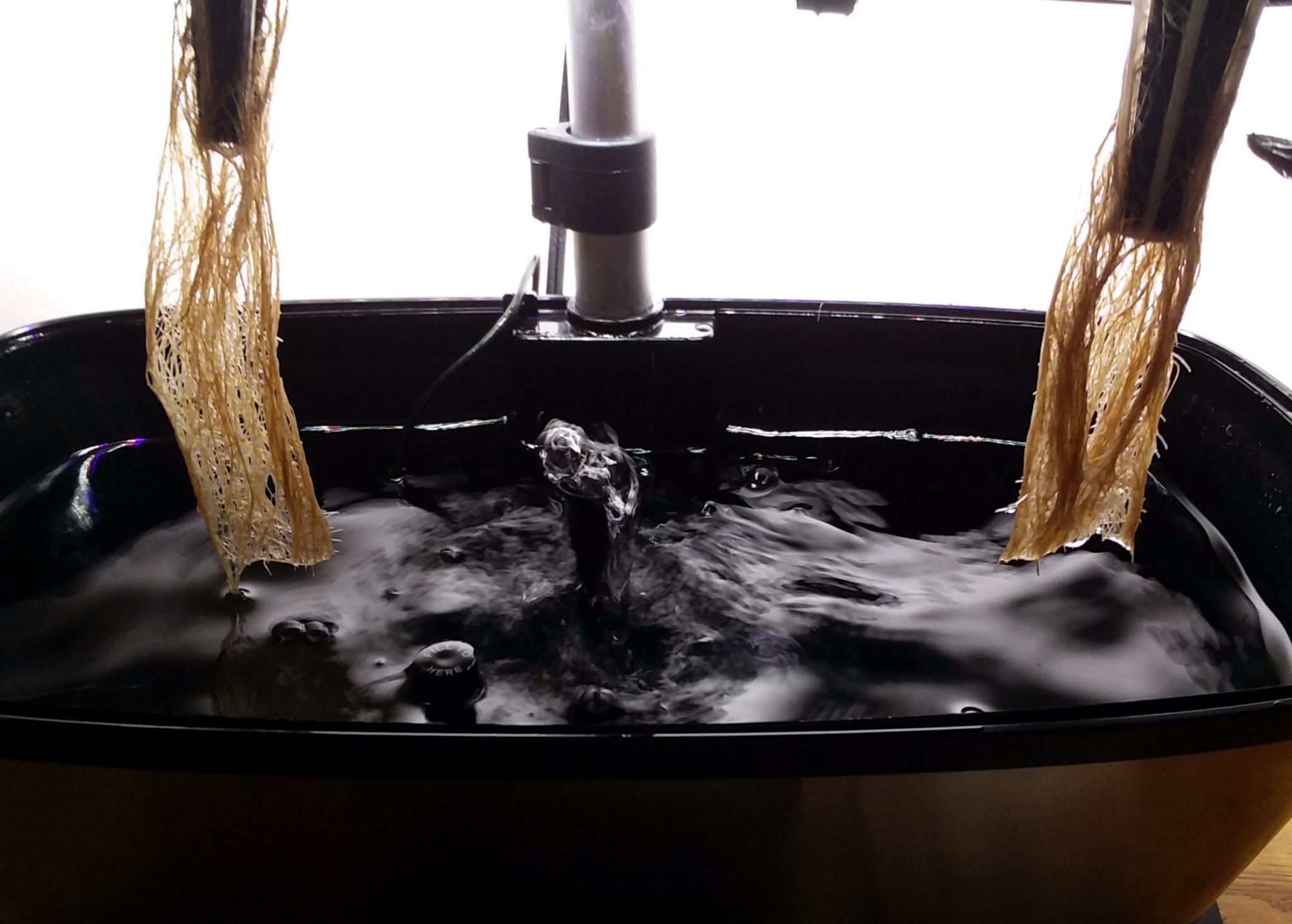 Update #5: I think I gave up too quickly. The roots are brown, but the water doesn't stink. And the plants look good! I thi…