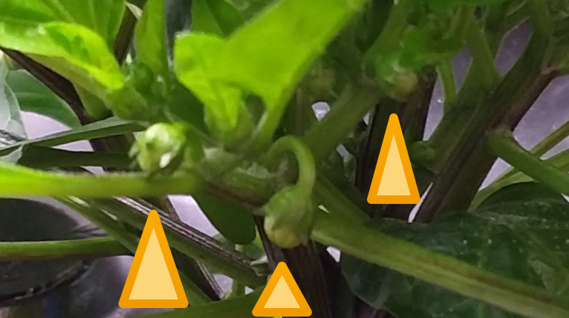 Update #8: These little peppers are amazing me with their growth! The bigger one is closer to the air stone. I need to secu…
