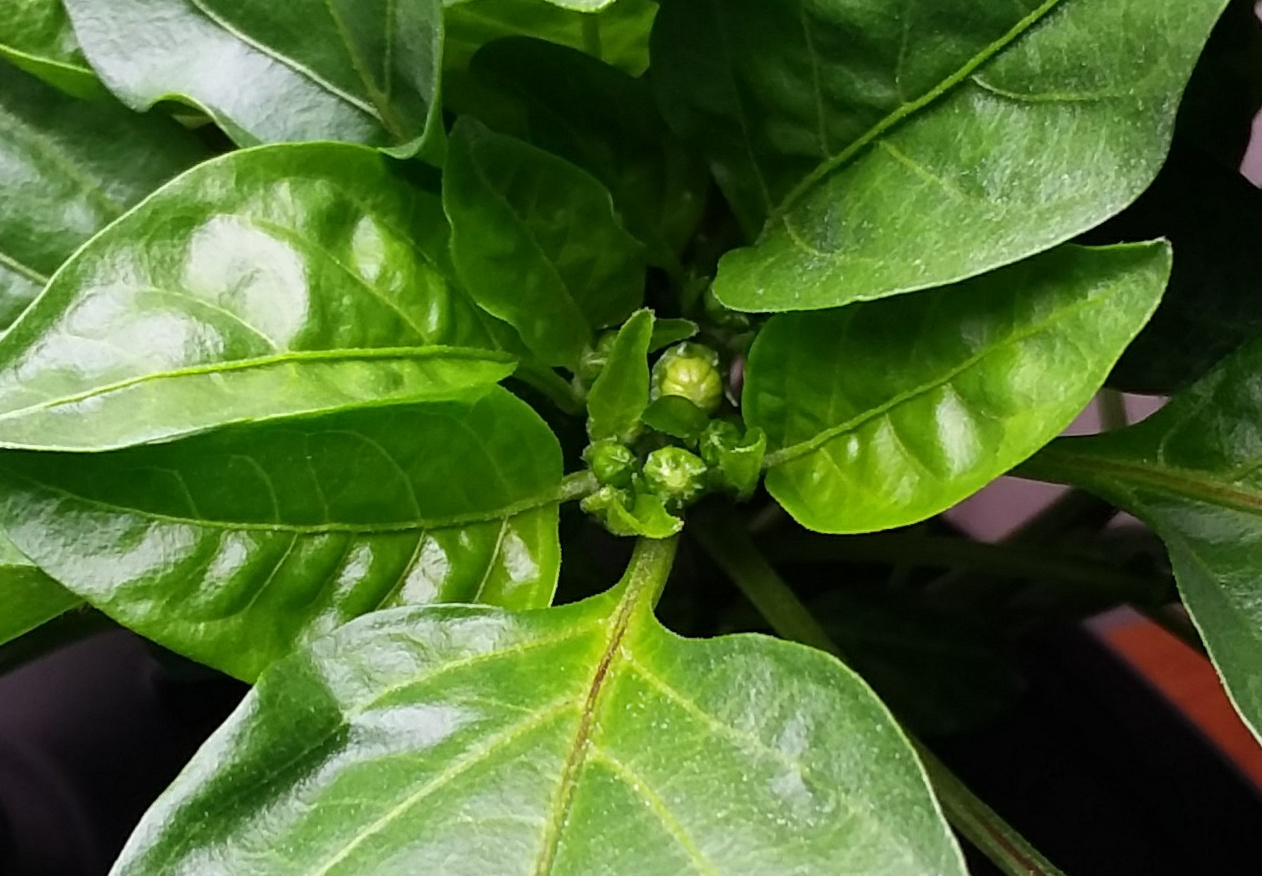 Update #8: These little peppers are amazing me with their growth! The bigger one is closer to the air stone. I need to secu…