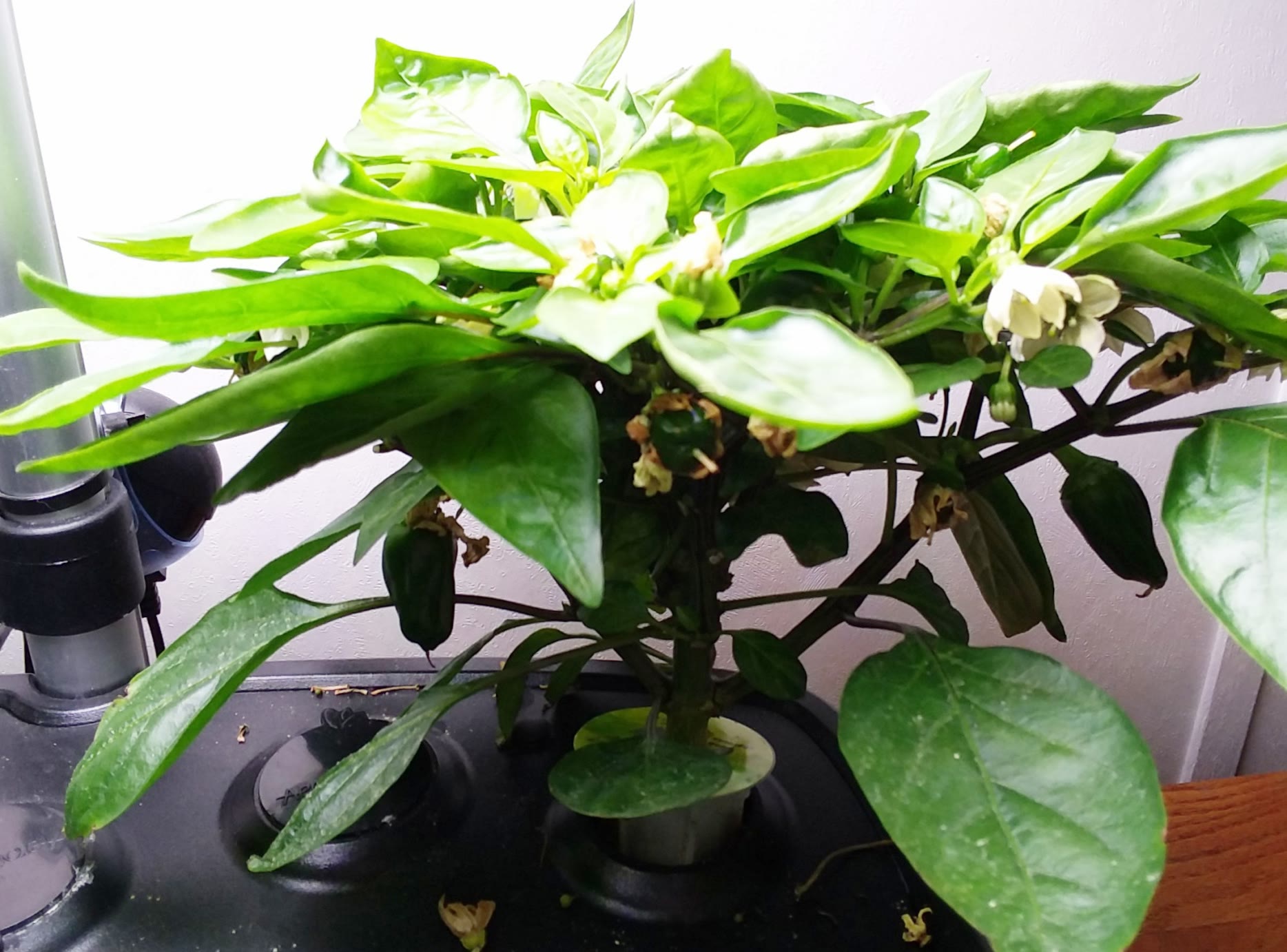 Update #11: I discovered something. The extra bubbler I had in the peppers was stunting the growth of the pepper on the righ…