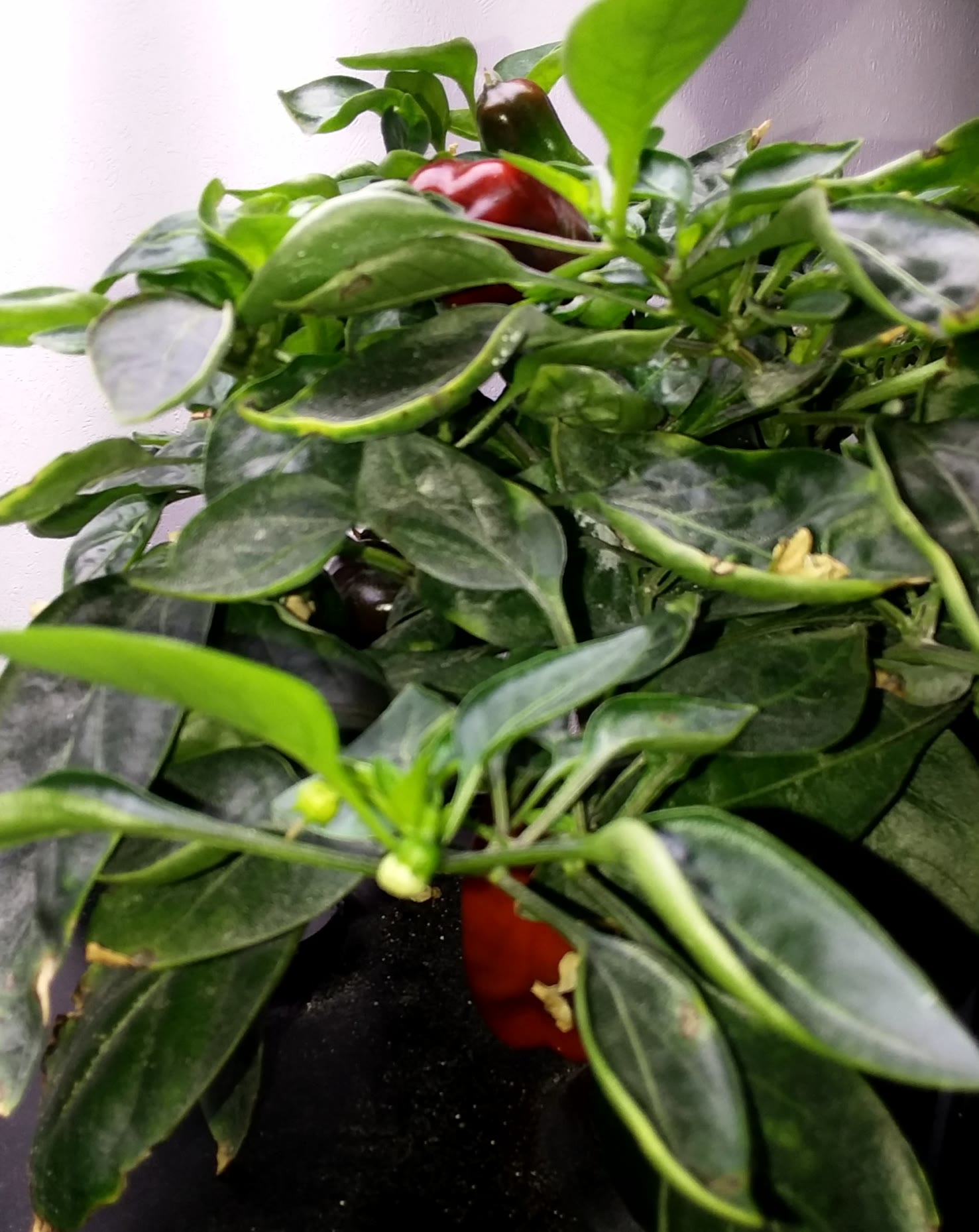 Update #17: I'm seeing lots of red