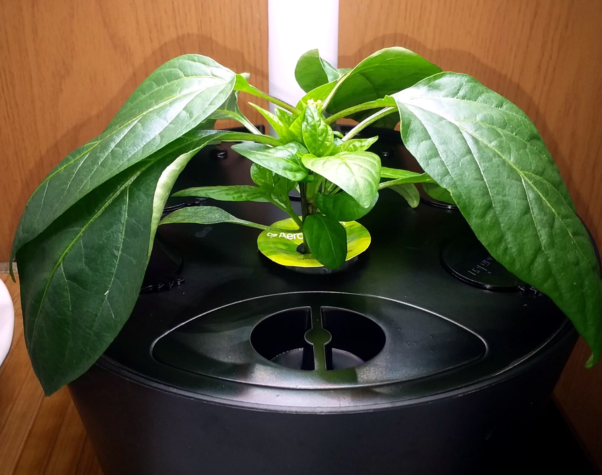 Update #4: The three peppers were getting crowded in the Bounty, so I moved one to a Harvest. It will soon be time to trim …