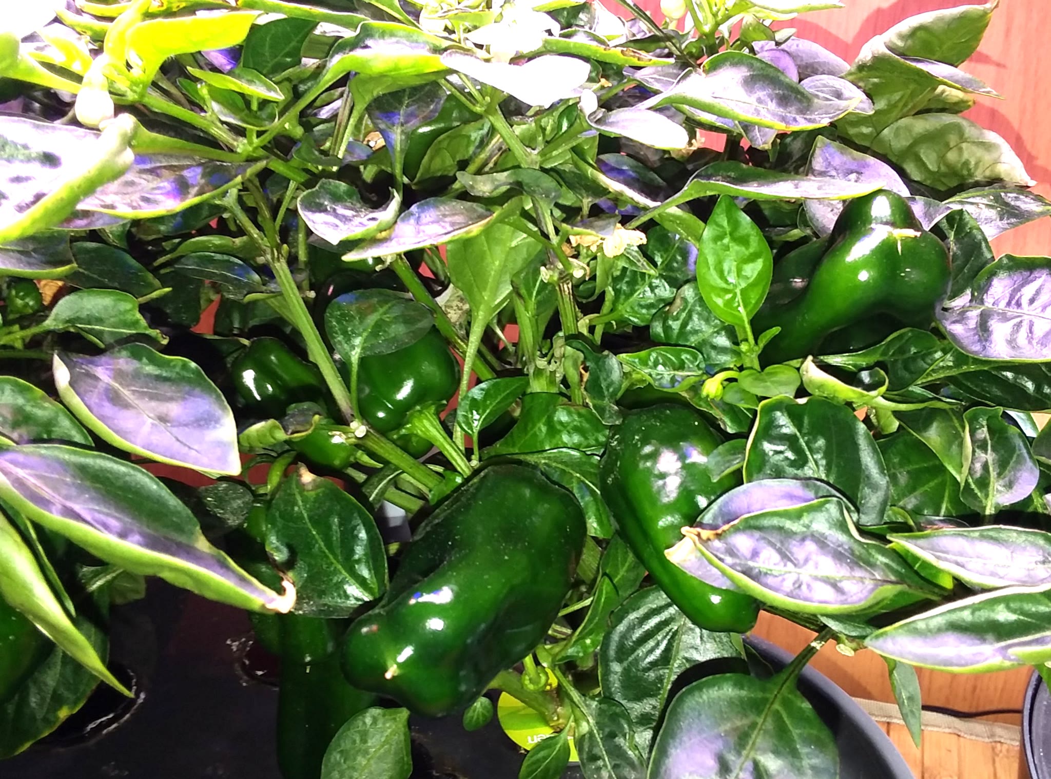 Update #10: Just when I was at the, "I don't believe these peppers are ever going to ripen!" stage, I saw my first blush of …