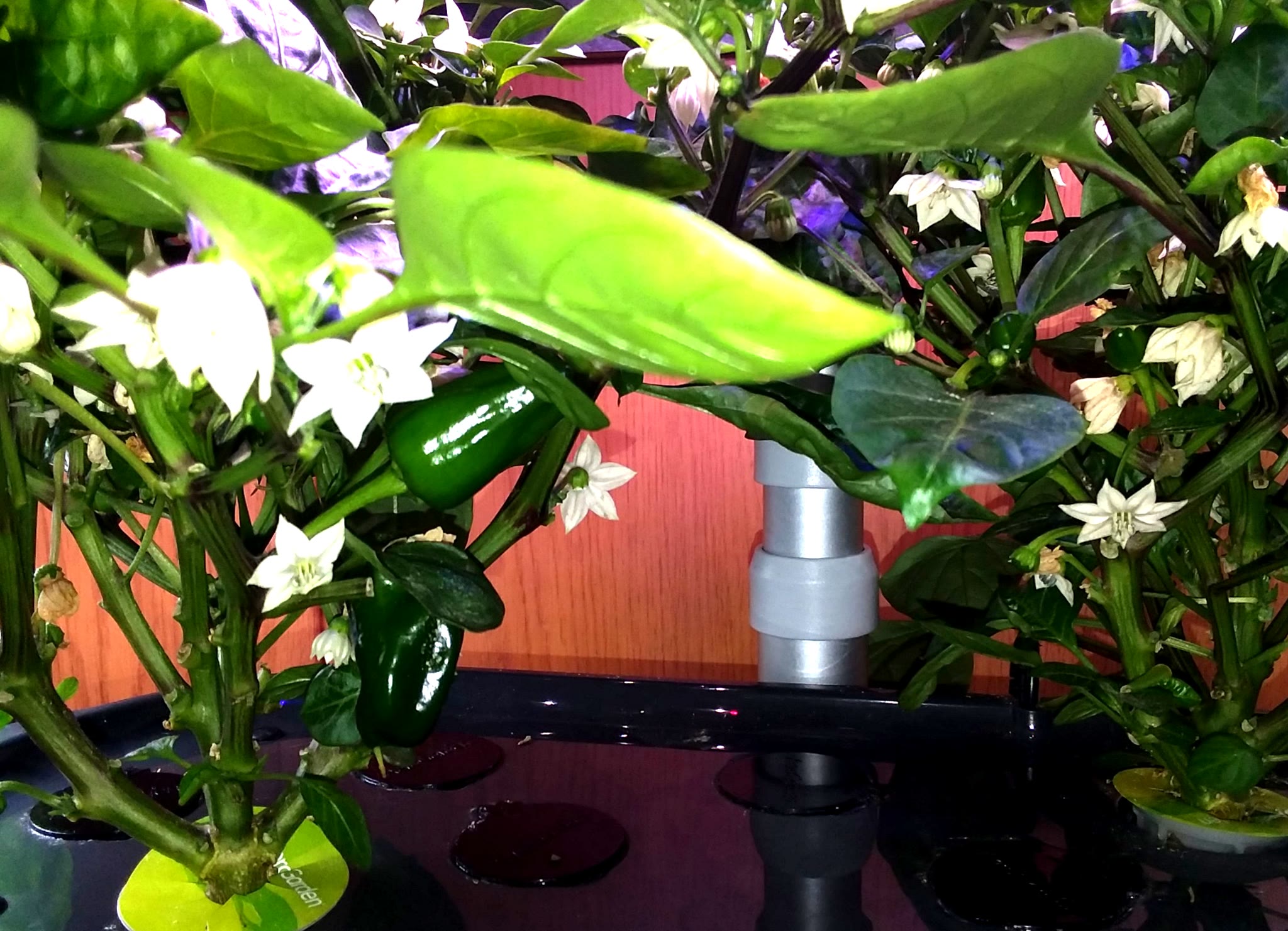 Sweet Heat Peppers Stressed by Light, Dry Reservoirs, and Nutrient Experiments