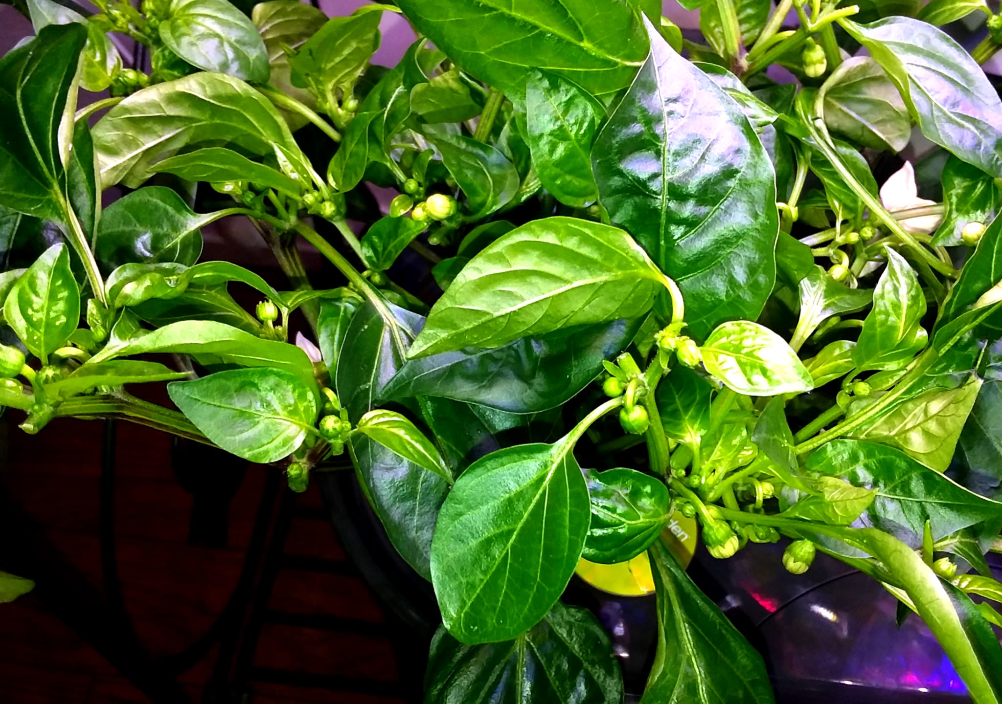 Update #6: I had put off pruning the overgrowth of my pepper plants way too long -- just because they were such full, bushy…