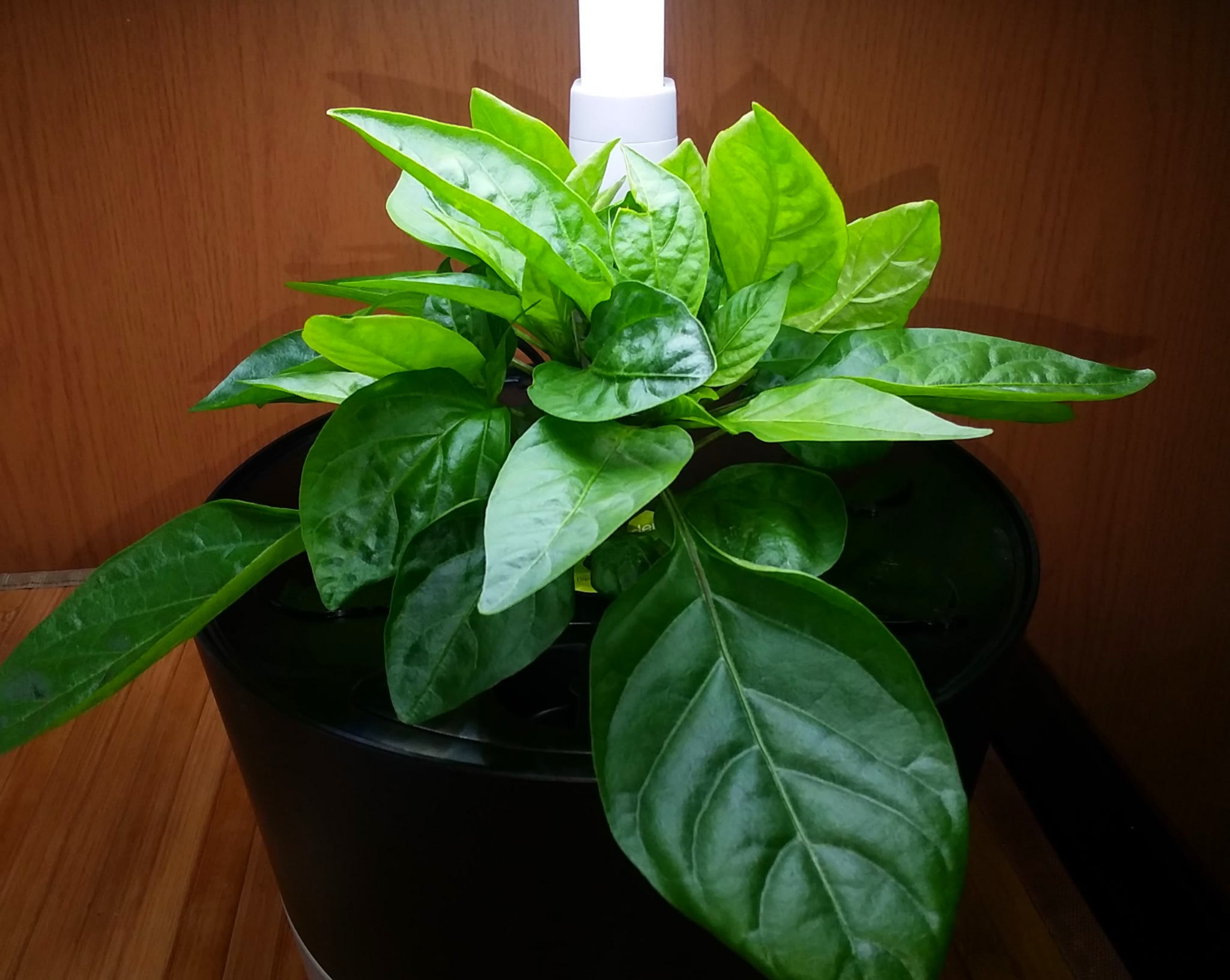 Update #5: It's time to do some heavy pruning again. I dread that part! I have two plants in the Bounty Basic and one in th…
