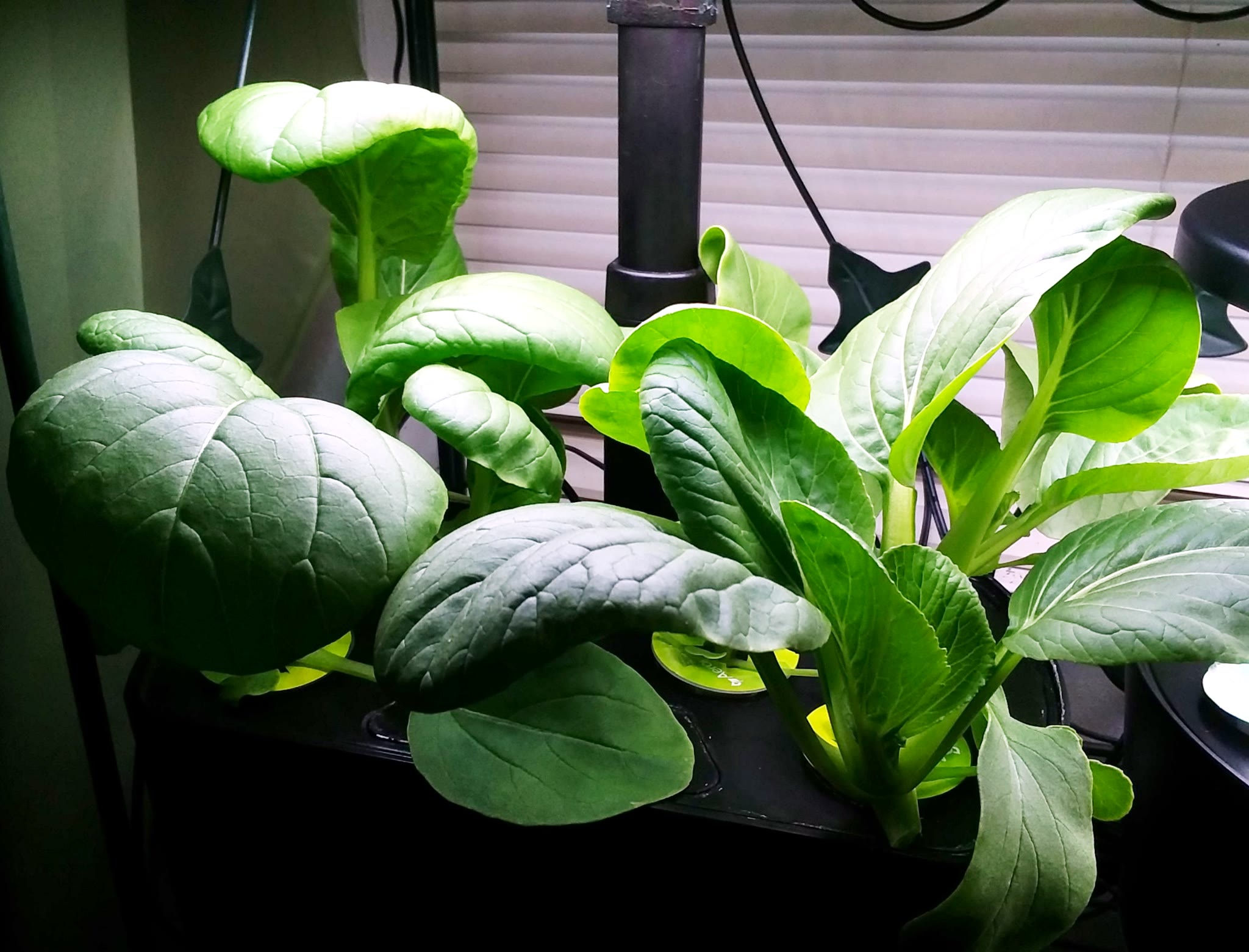 Swiss chard bok choy