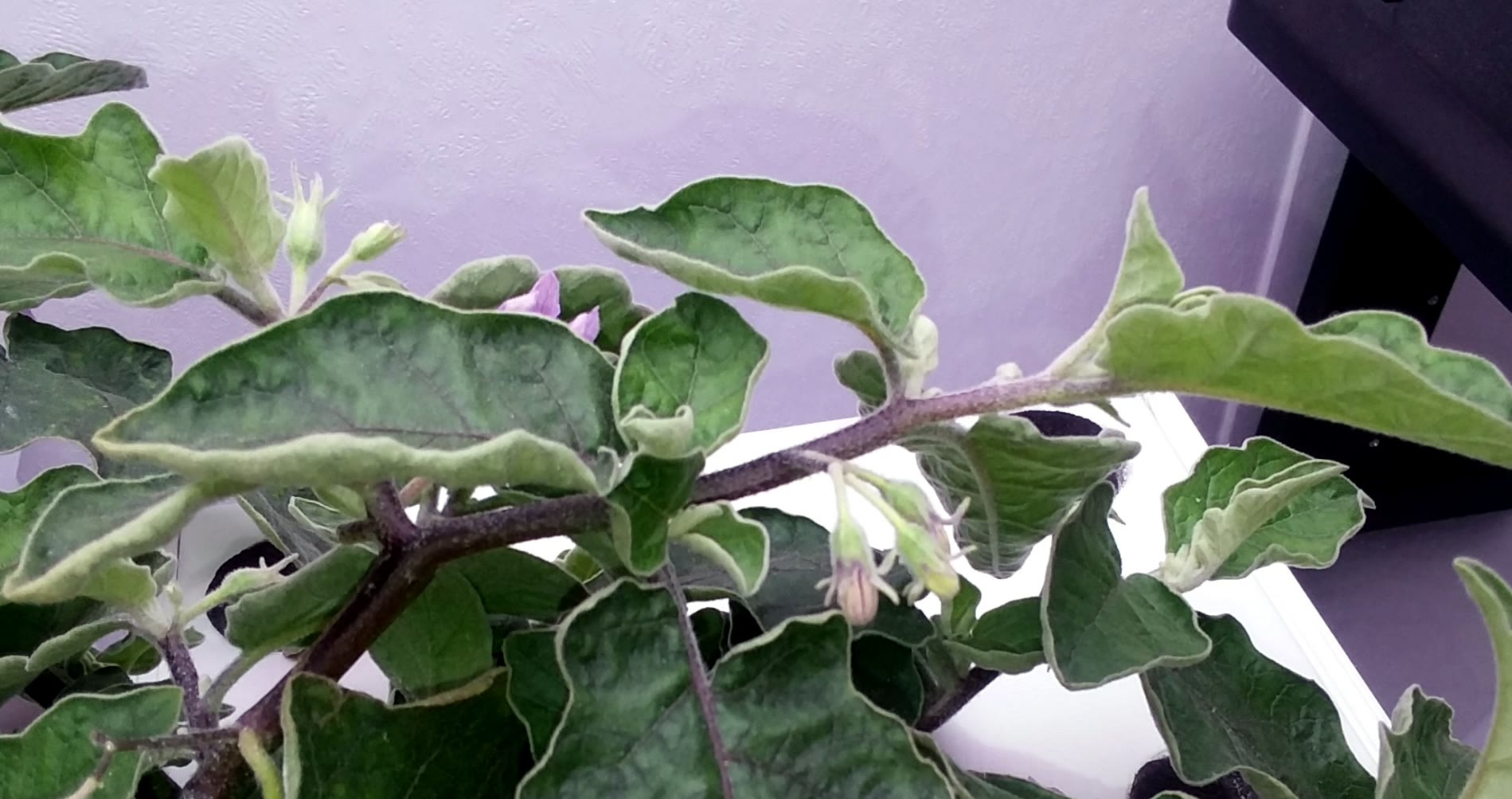 Update #6: I have at least one baby eggplant, and several on the way.