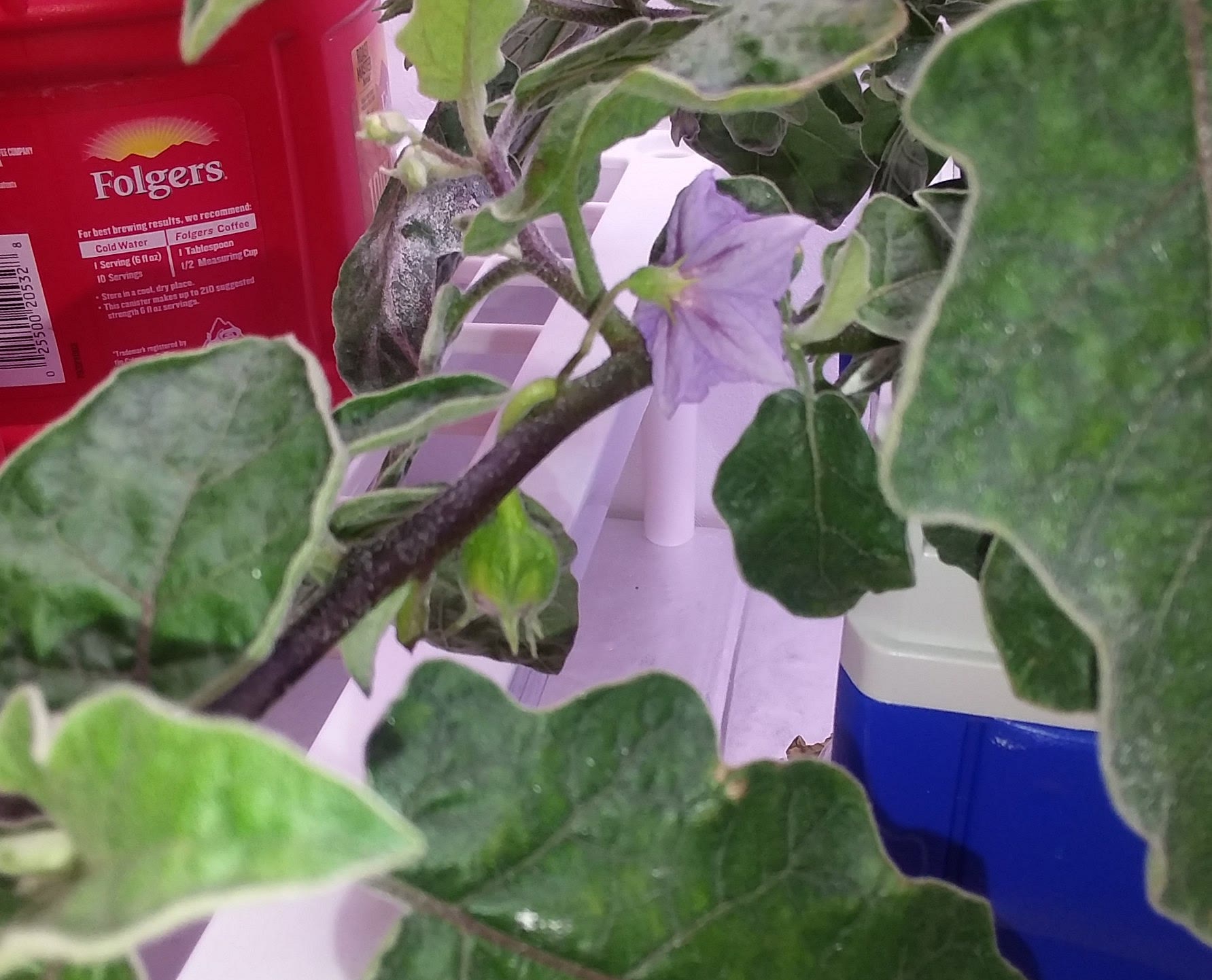 Update #6: I have at least one baby eggplant, and several on the way.