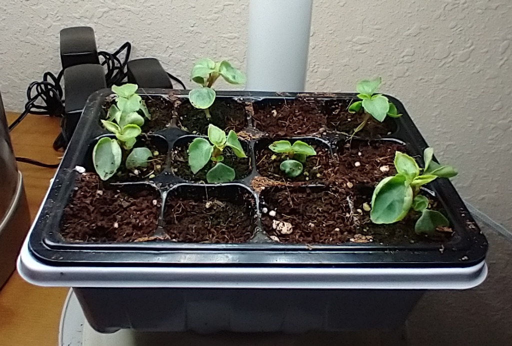 Update #5: The originals and transplants are doing well.