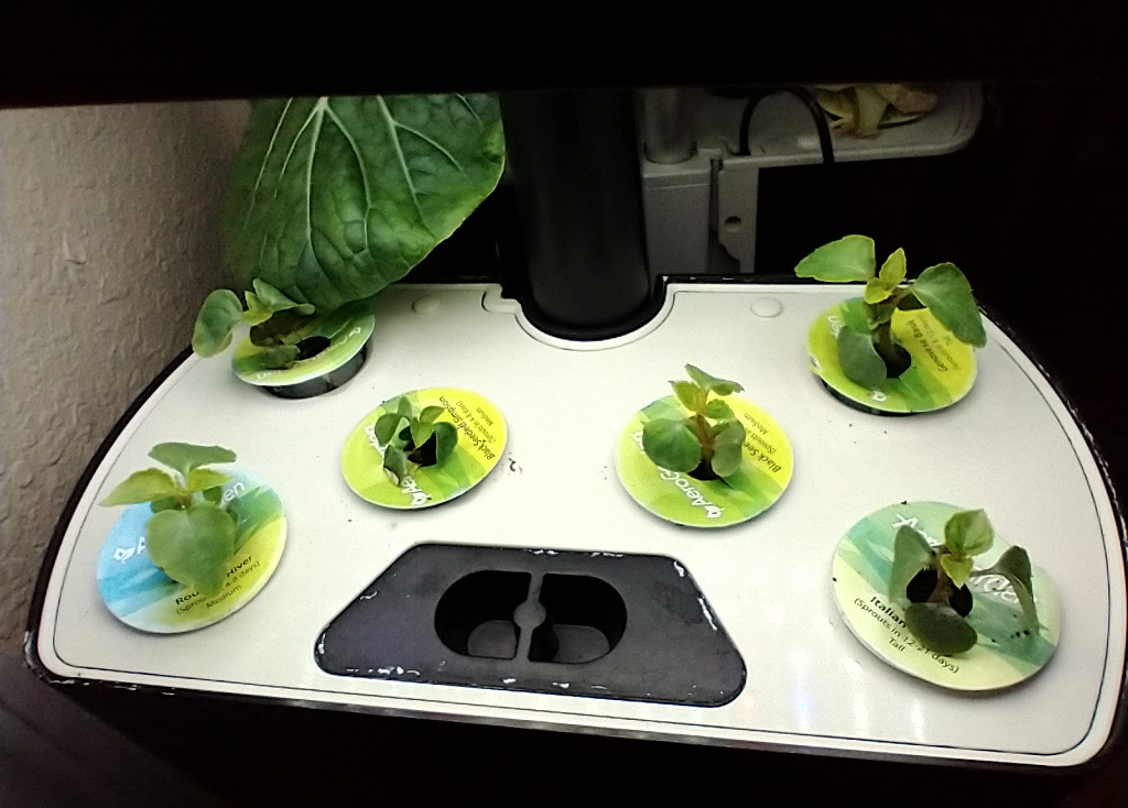 Tango Mix Impatiens Transplants Lost to Fungal Leaf Spot