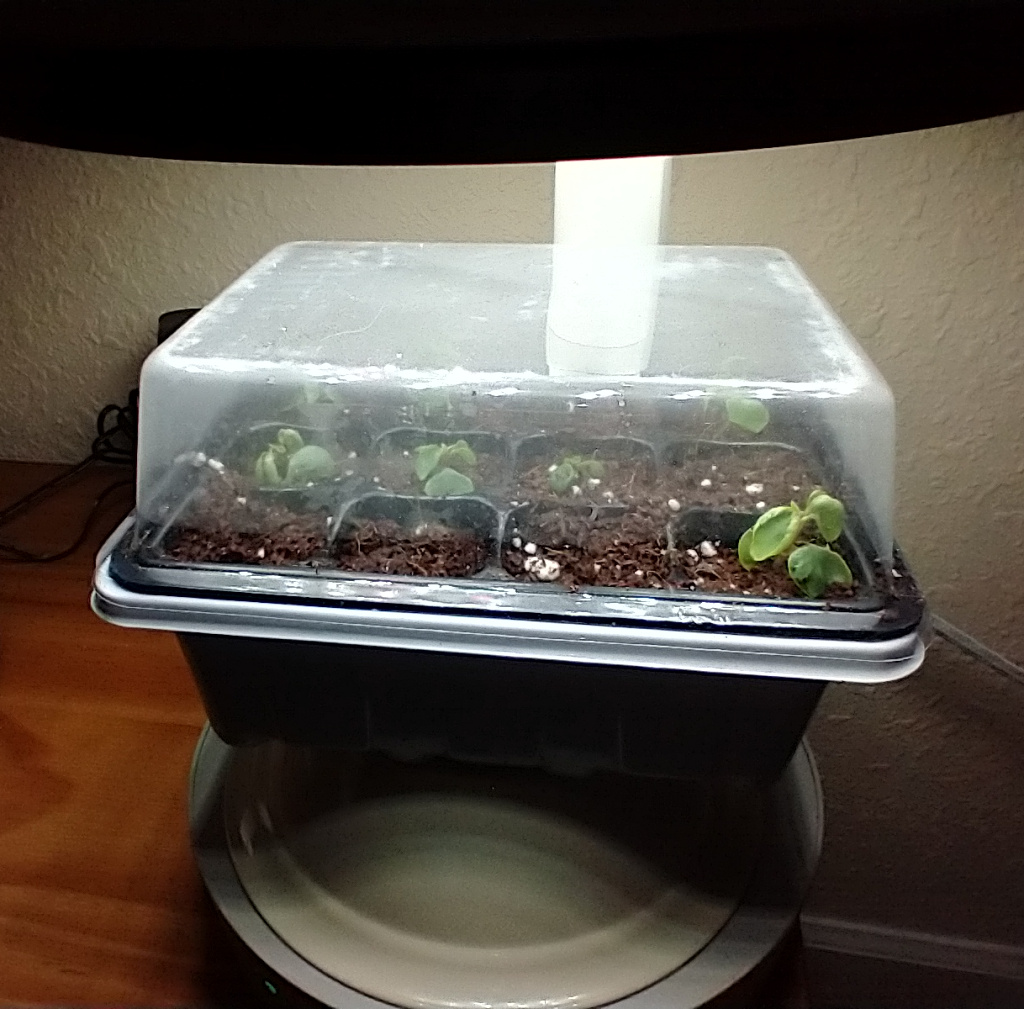 Update #4: I thinned out the multiples in the impatien pods today. I got 7 little transplants. I hope they make it!