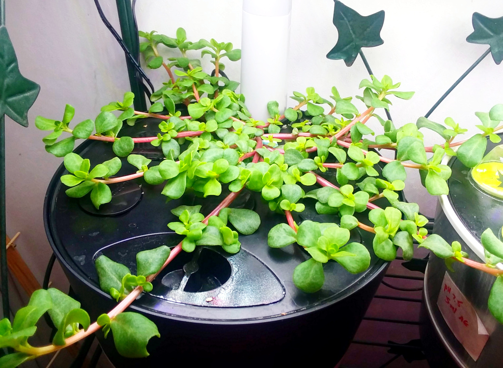 Toucan Scarlet Purslane Harvested Repeatedly before Taking Over a Harvest
