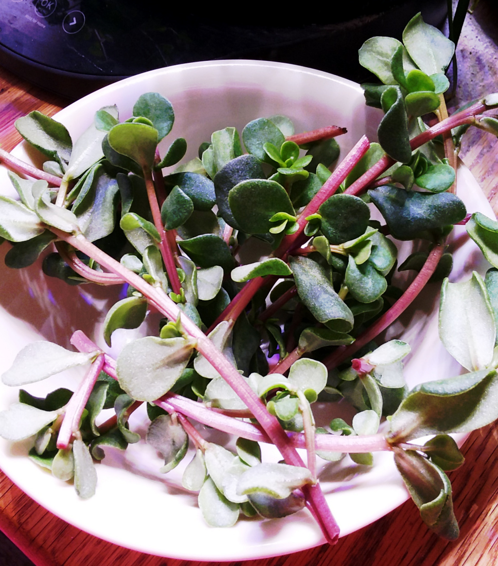 Update #8: The purslane is prolific! This is my second harvest! The first picture is after trimming it. The second shows th…