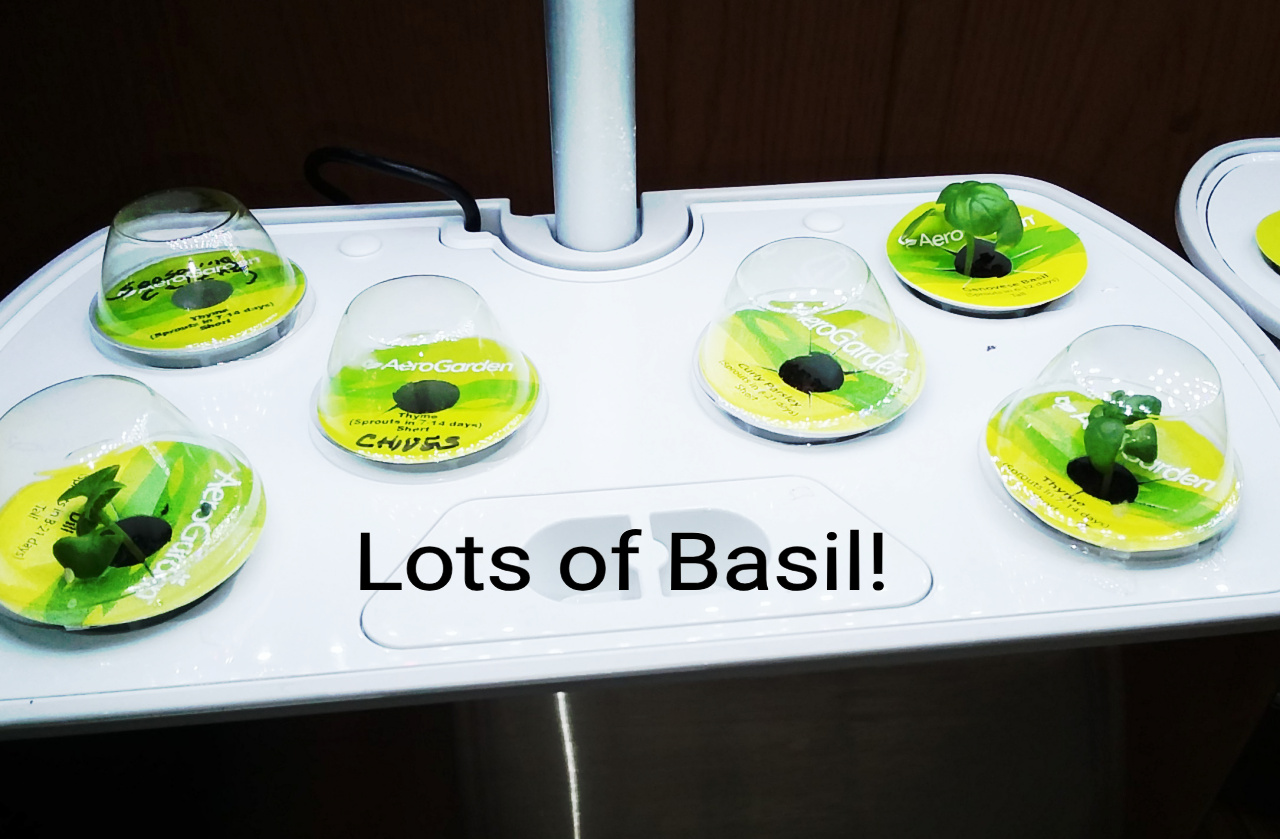 Update #4: The seasoning celery's tiny little leaves are visible way down in the pod. And there were 5 healthy basil seedli…
