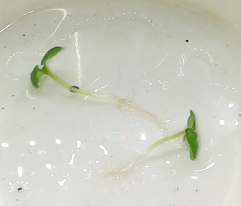 Update #4: The seasoning celery's tiny little leaves are visible way down in the pod. And there were 5 healthy basil seedli…