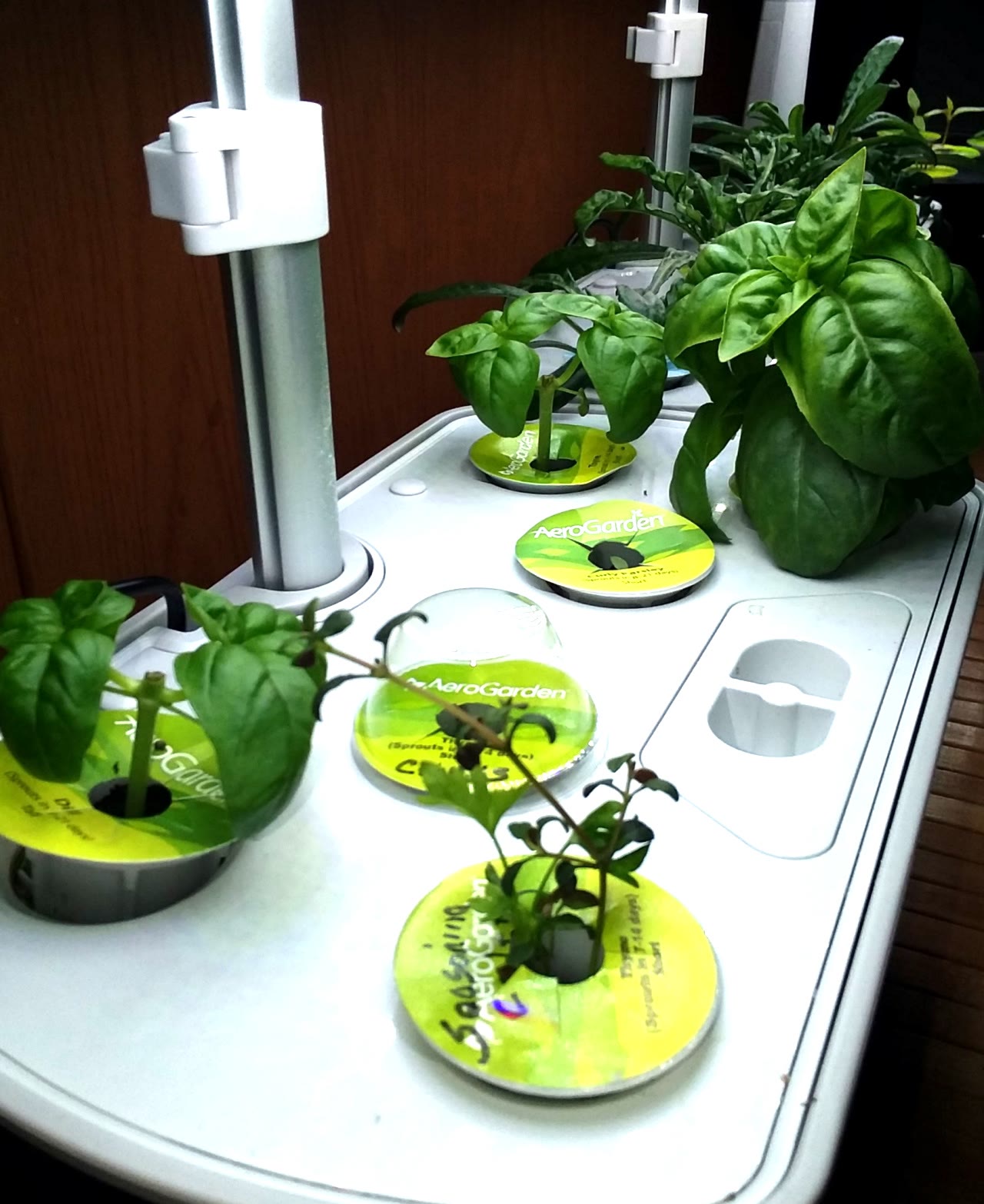 Mixed Herb Rotation with Basil, Parsley, and Seasoning Celery