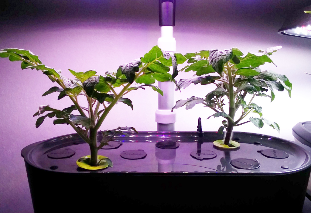 Four Veranda Red Tomatoes Split between a Bounty and Grow Tent