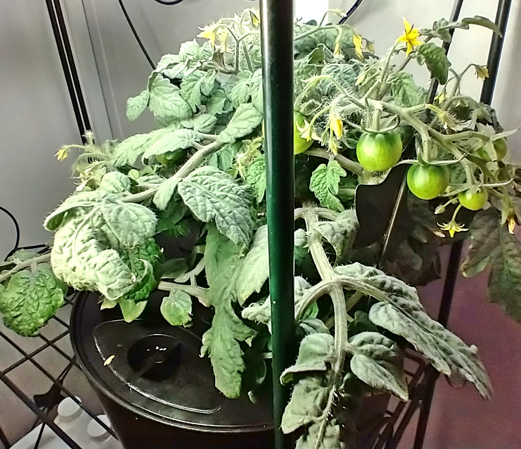 Update #10: The spindly plants that are too cool are still producing tomatoes. The other one desperately needs a canopy trim…