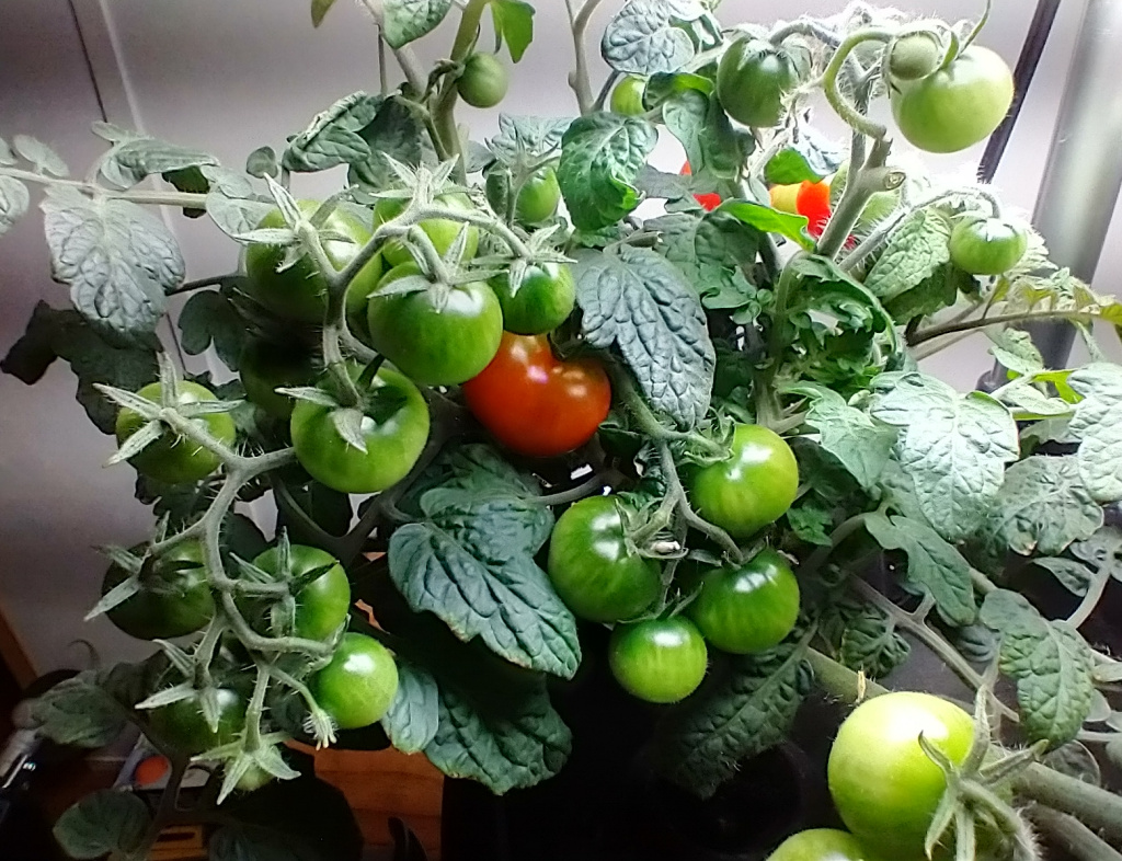 Veranda Red Tomatoes Produced despite Cool Indoor Temperatures
