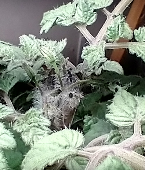 Update #5: They are growing like weeds and starting to put on flowers.