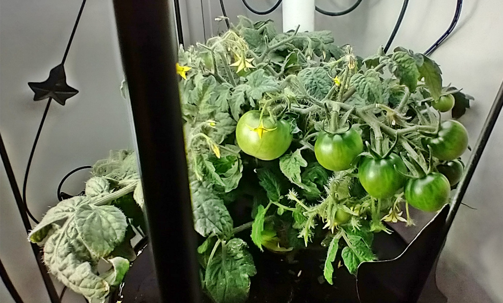 Update #11: Mine look about the same as the last photos. But they both are putting on more tomatoes.