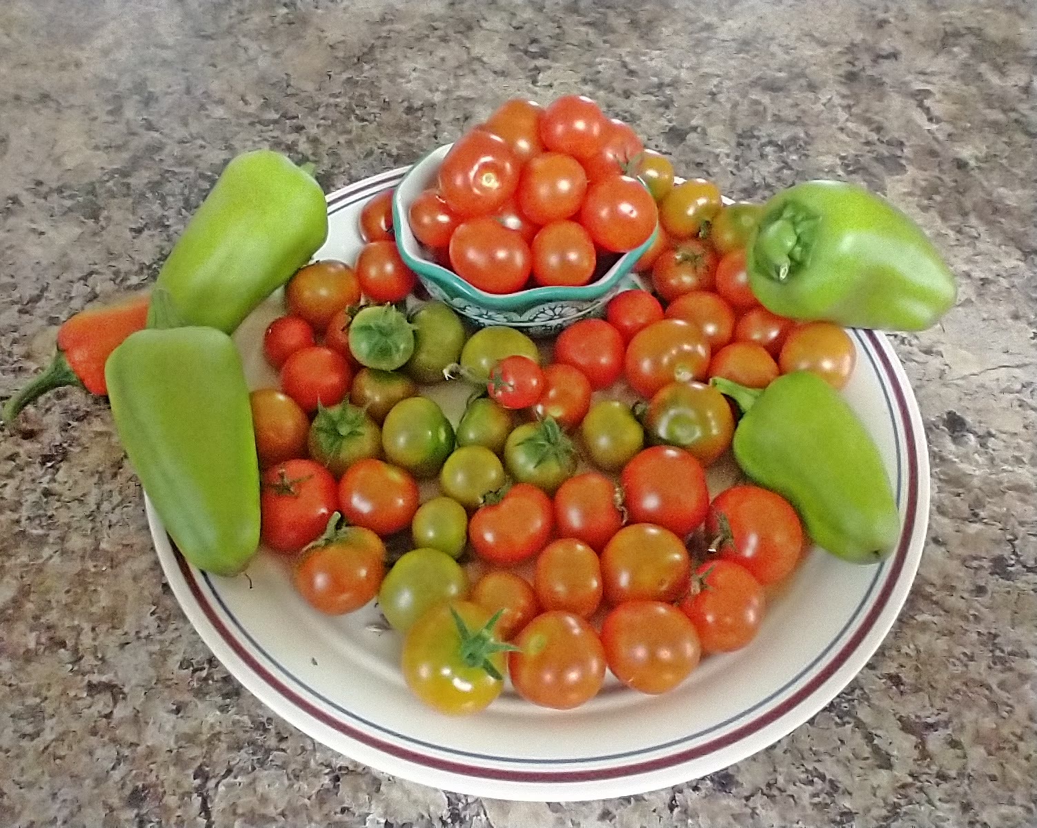 Veranda Red Tomatoes Produced through Hard-Water Stress