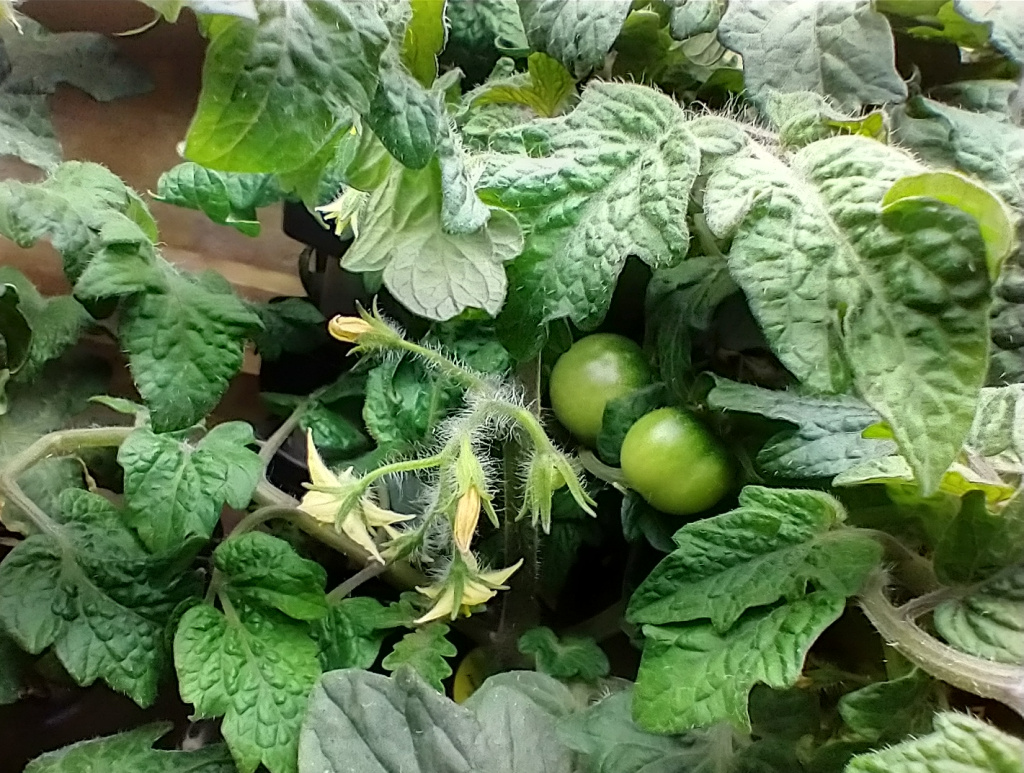 Update #5: I counted 12 tomatoes on both plants today.