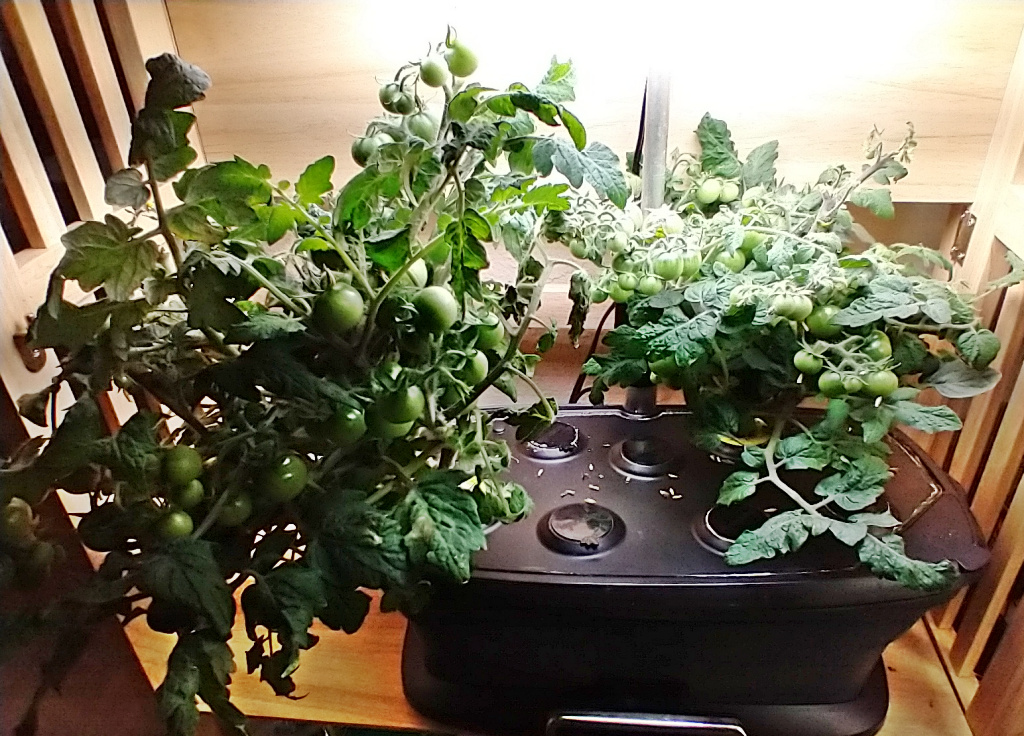 Update #6: I picked my first "breaking orange" tomato today. (Thanks, airscapes.) These plants have struggled a bit as I ad…