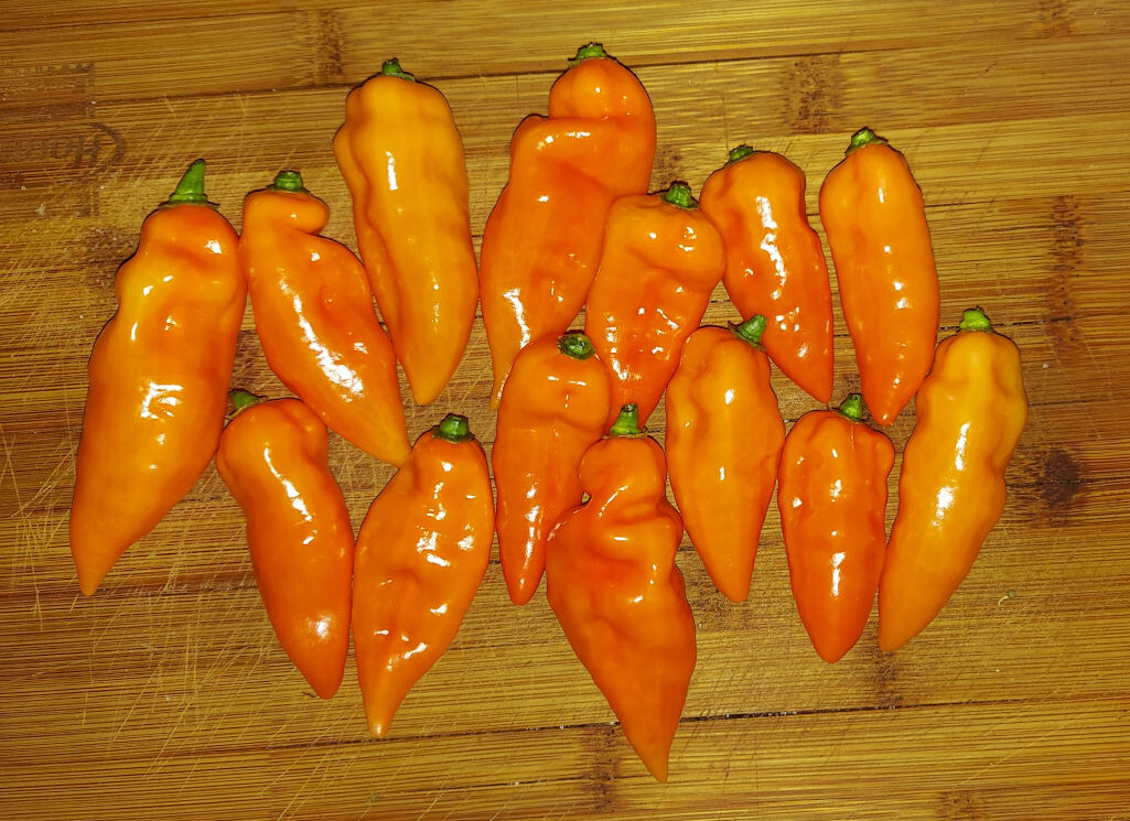 Habanero Habanada Pepper Grown on a Full Fox Farm Nutrient Schedule