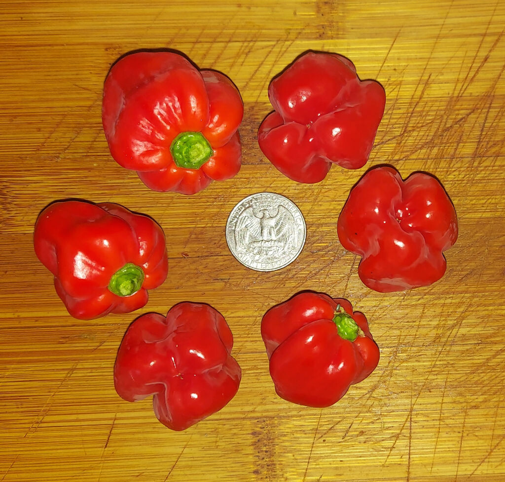 Santa Fe Grande, Jalapeño, and Caribbean Red Habanero Pepper Harvests